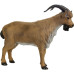 Franzbogen Mountain Goat